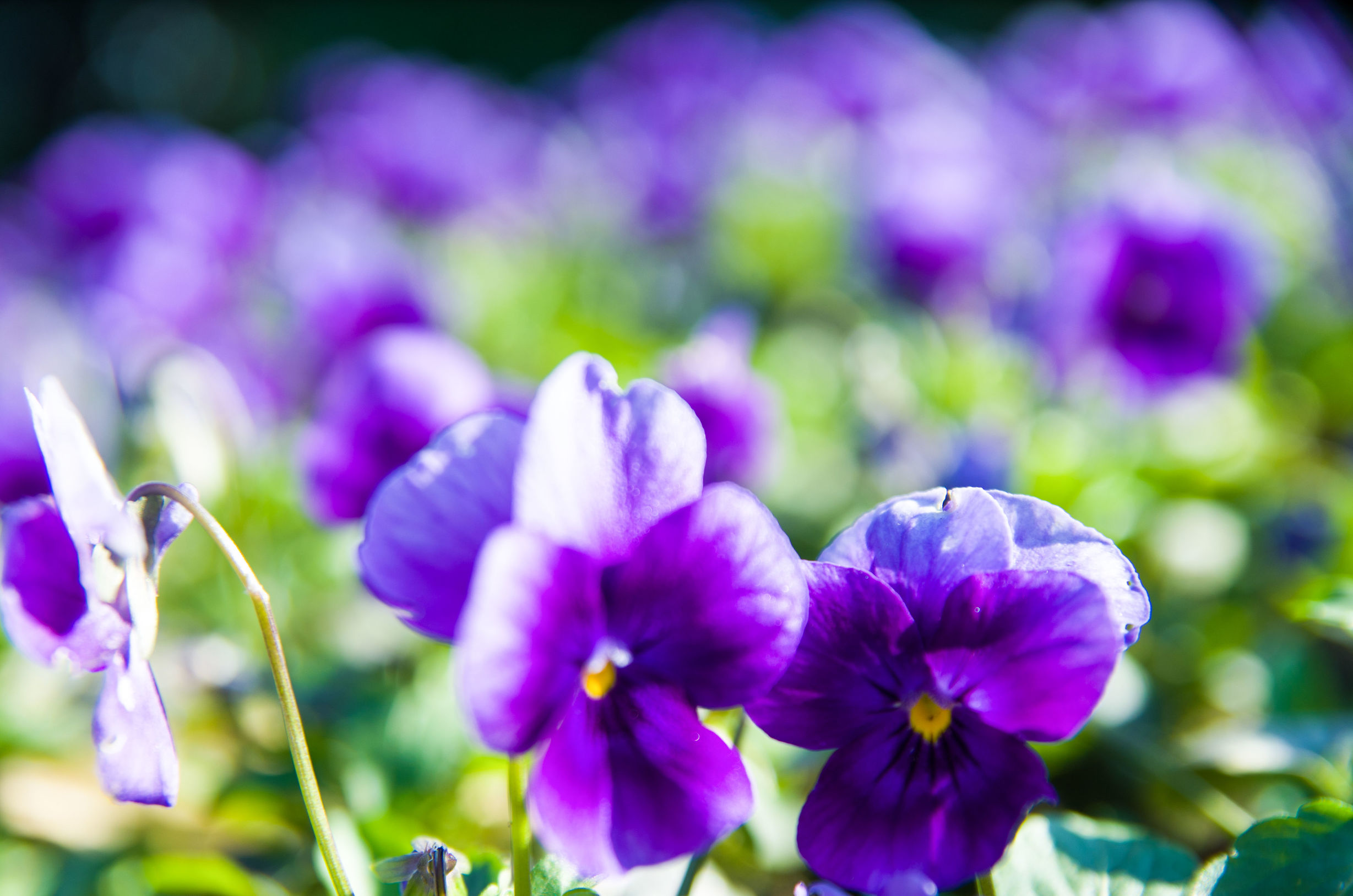 摄影小白推荐相机300左右,拍照好的长焦镜头推荐
