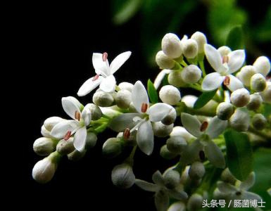 香氛疗法？有望成为结直肠癌治疗的一种新方法