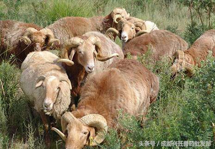 羊尿不出来的症状有哪些表现,羊尿不出土办法治吗