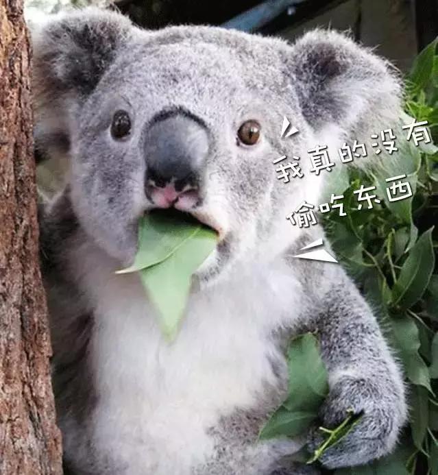 为什么从澳洲留学回来变白了,为什么去澳洲的朋友回来变胖