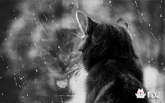 宠事儿：比空巢更可怕的，是虚伪的爱