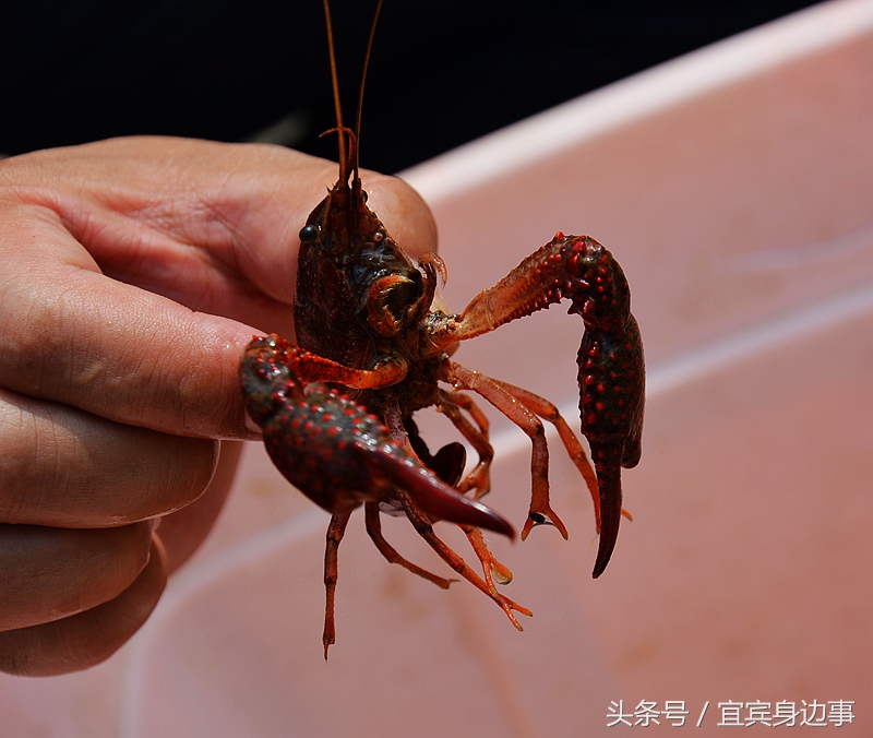 小龙虾基地钓龙虾,瑶海野钓龙虾的最佳地点