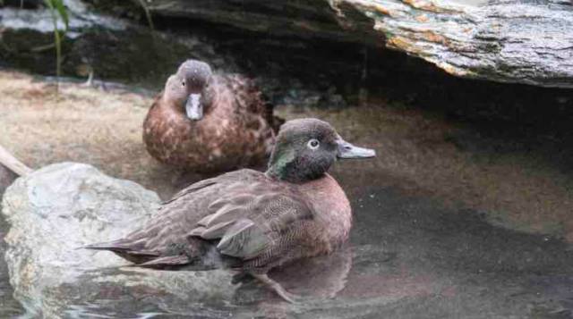 世界上有一种鸟永远不会落地,这世界上有一种鸟笨鸟先飞
