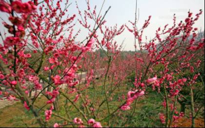 为什么说腊梅是梅花,陆游眼中的梅花是怎样的