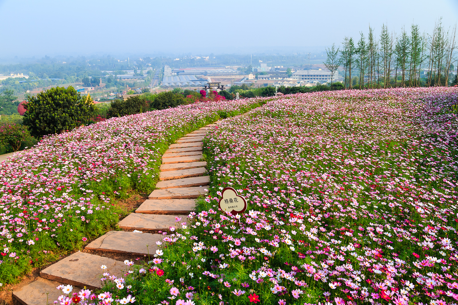 杨梅小镇简介,杨梅小镇的杨梅几月成熟