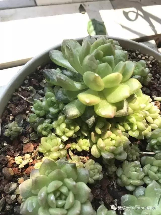 敲警钟安全行,室内喷杀虫剂对多肉有影响吗