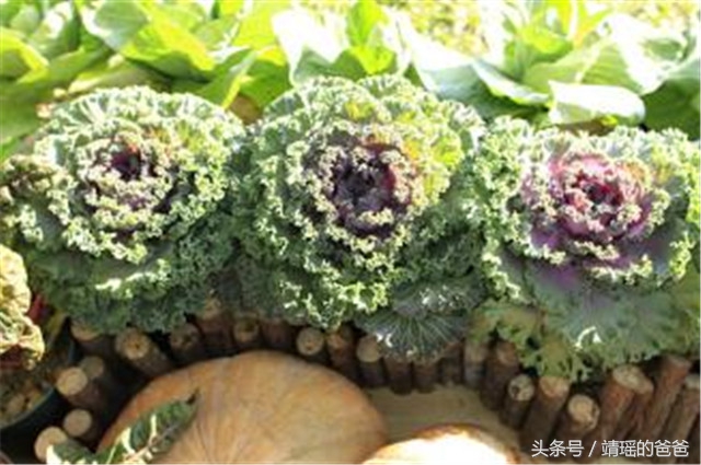 胃癌患者必吃的十种食物,胃癌吃什么新鲜蔬菜或水果最好