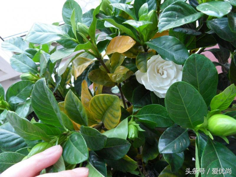 栀子花叶子发黄干枯是怎么回事,栀子花移栽后叶子蔫发黄怎么办