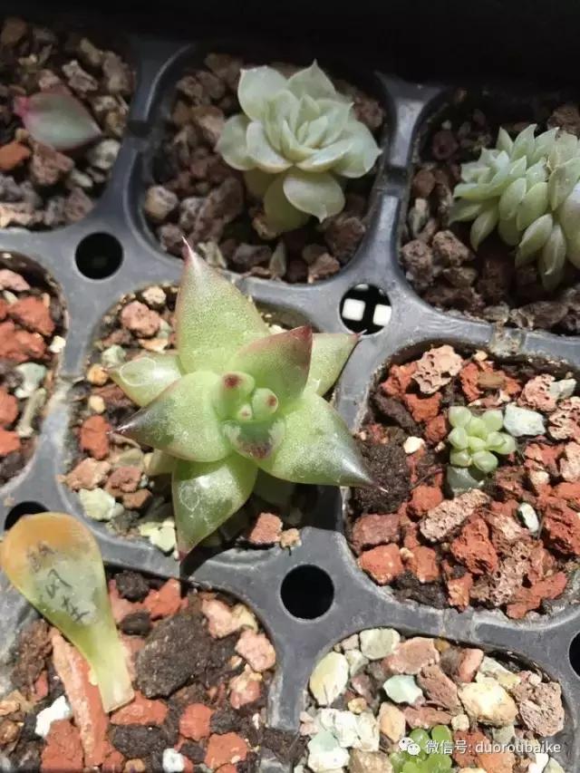 敲警钟安全行,室内喷杀虫剂对多肉有影响吗