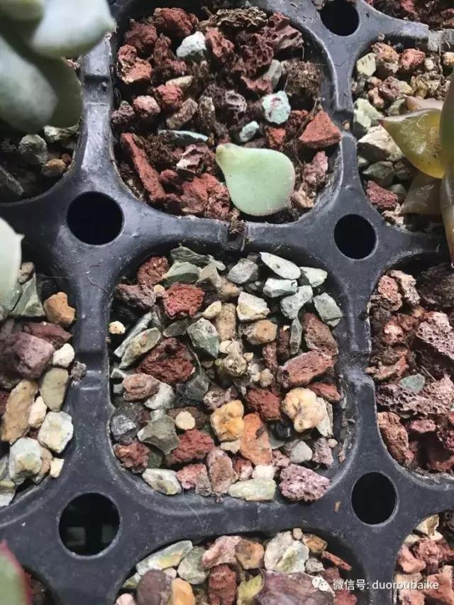 杀虫气雾剂能给多肉喷小黑飞吗,给多肉喷杀虫剂浓度高了有影响吗