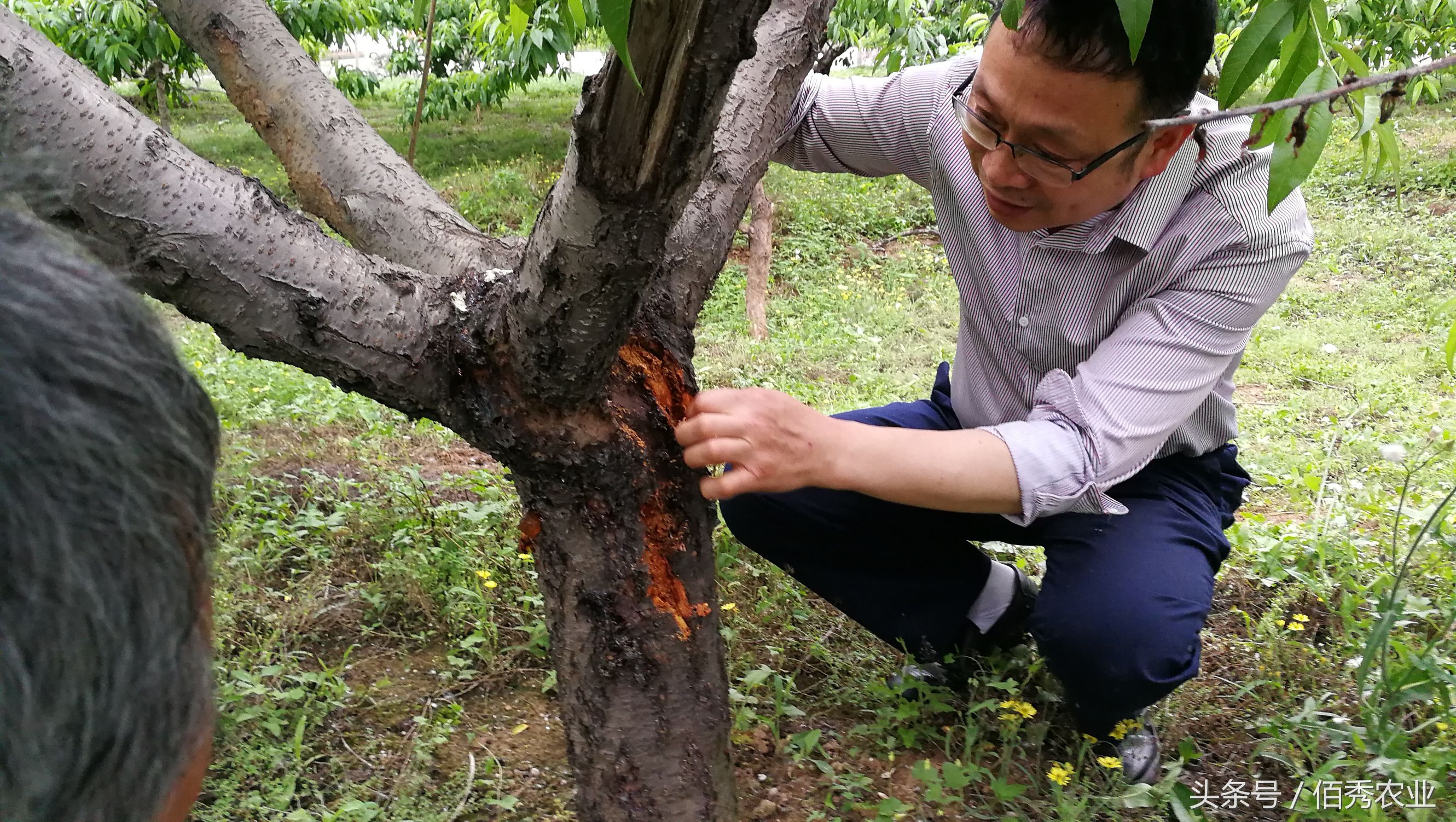 桃树流血，农民流泪，有人却笑了！