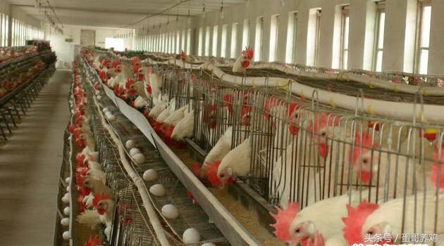 养鸡鸡爪肿了怎么回事,养鸡鸡爪弯曲是什么病的症状