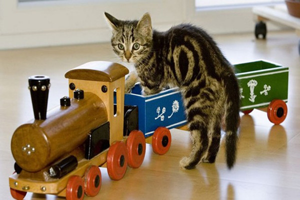 新手养猫注意事项大全,新手养猫注意事项软件