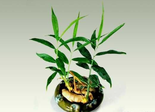 蔬菜放久了怎么养成盆栽,什么蔬菜可以在水里长成盆栽