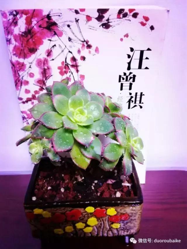 原来多肉与书更配哦！文艺范走起！