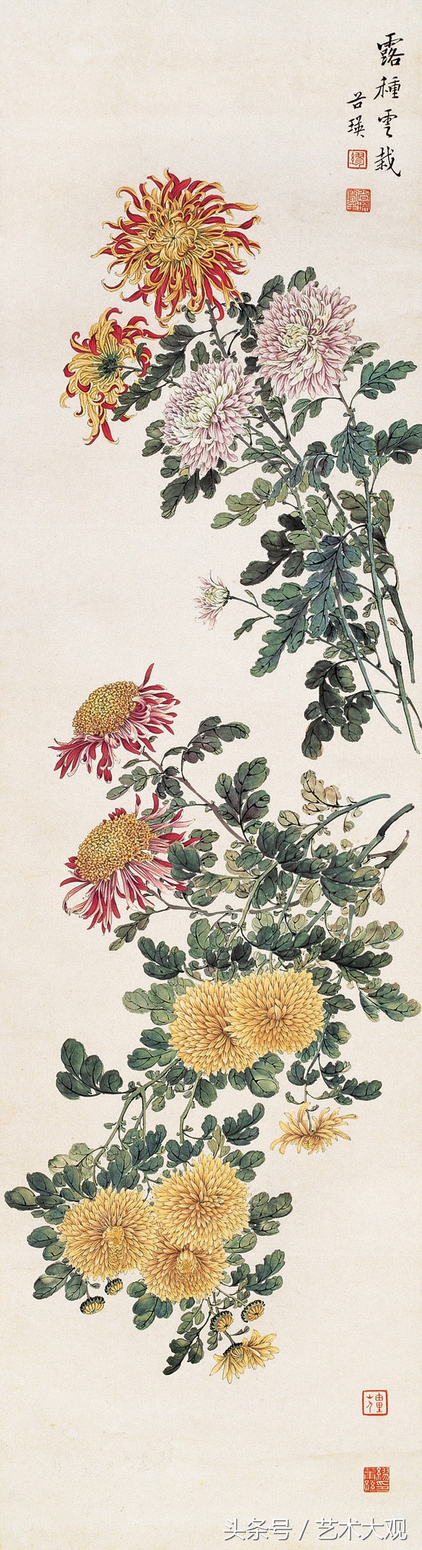 缪谷瑛国画菊花,缪谷瑛菊花画法