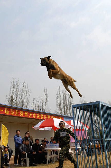 什么样的马犬才是军犬,大耳朵马犬和小耳朵马犬啥血统