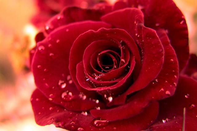 母亲节送什么花最好最合适呢,母亲节送什么花最好最实用