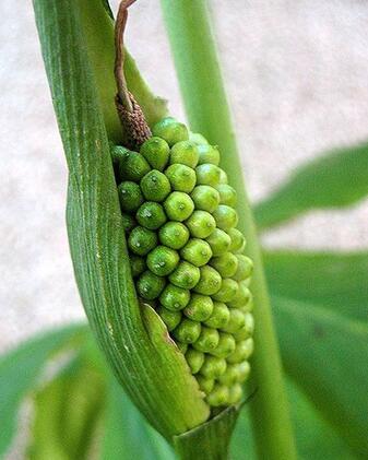 有哪些花卉可以驱蚊无毒,4种好看又好养的驱蚊花