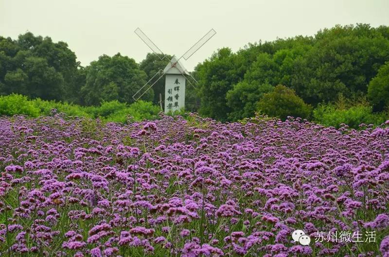 苏州最值得去的五个景点,苏州最值得去的10个景点排名