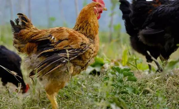 生态农业的好处,生态农业的优势