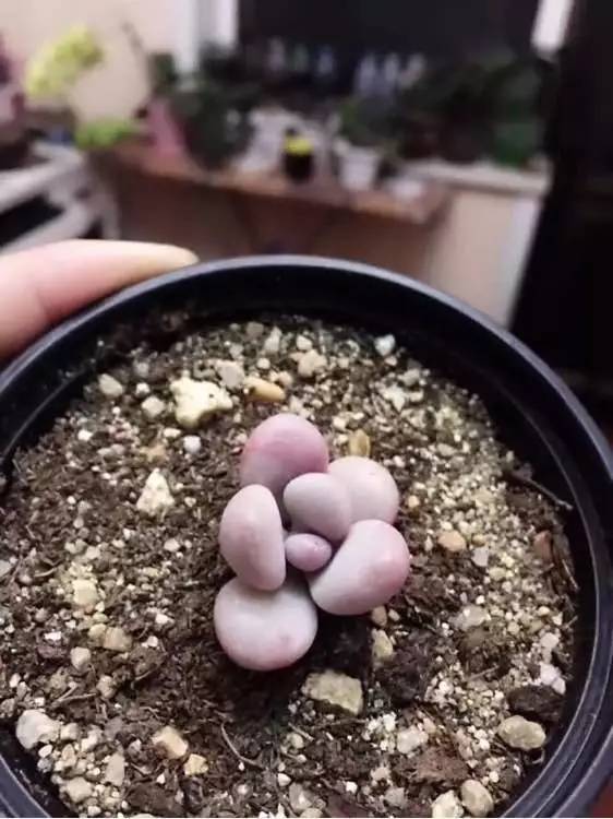 入坑仅1年，他的肉肉竟然全都大变样？！这真的是同一颗肉肉吗？