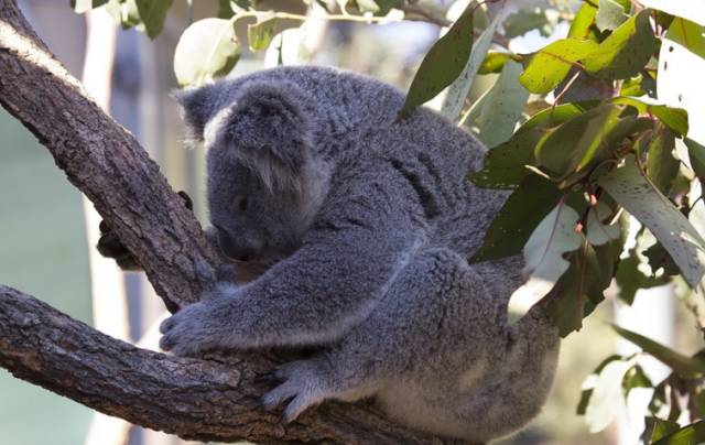 树袋熊爱睡觉,树袋熊助睡眠