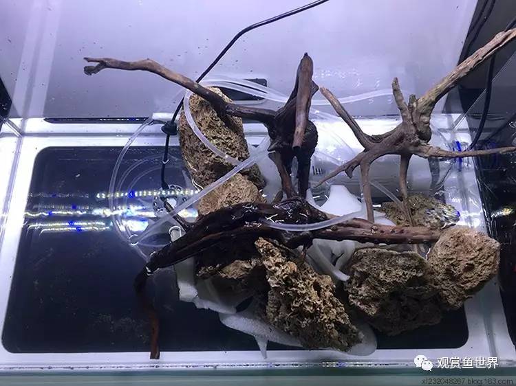 原生水陆缸开缸过程,超美摄影师