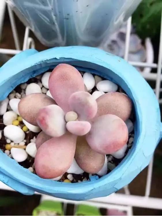 入坑仅1年，他的肉肉竟然全都大变样？！这真的是同一颗肉肉吗？