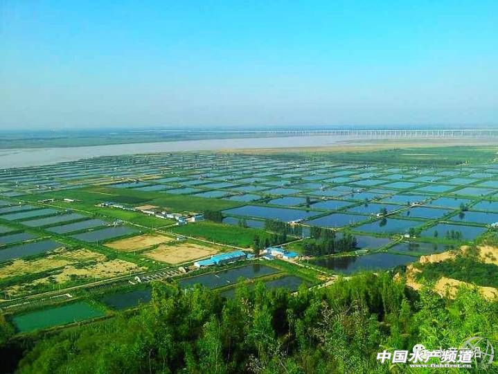 日供鲤鱼八千条，这家公司怎样把冷门的鲤鱼逆转成餐饮热点？