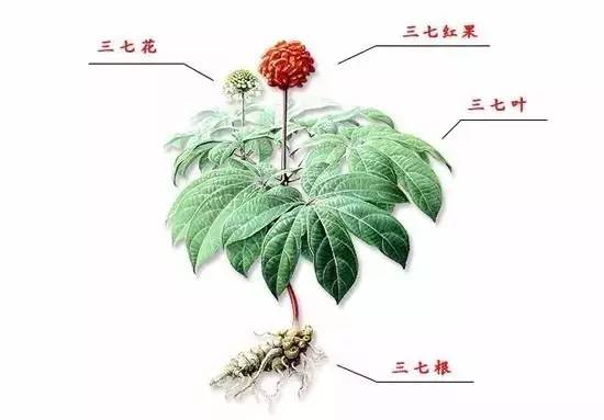 每天一味中药全集,每日一味中药三七