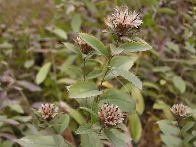 苍术厚朴甘草陈皮一起用的功效,每日一味中药材芳香化湿药苍术