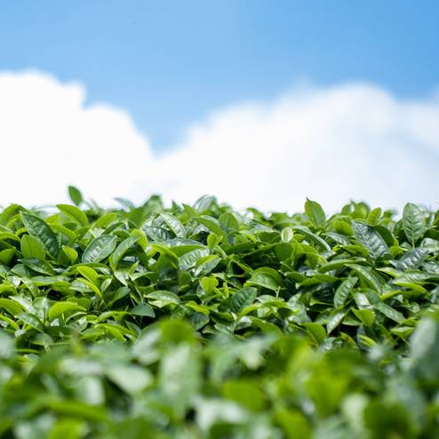 普洱哪个位置风景好看一点,普洱边境风景