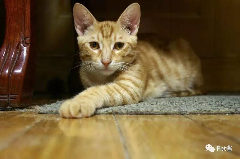 中华田园猫12个品种图哪个最好养,中国最稀少的猫品种中华田园猫