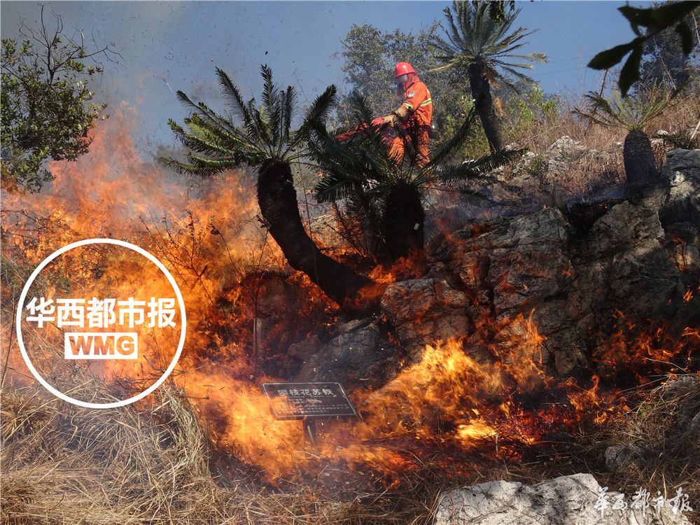 苏铁被称为什么地球上的活化石,苏铁是活化石植物吗