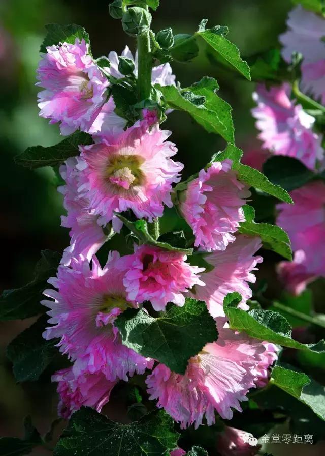 周末踏青最美樱花谷,周末乡村游田园美景醉游人