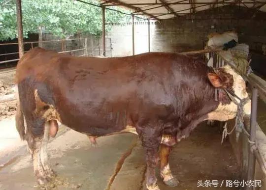 农村最赚钱的种植创业项目有哪些,55到65岁在农村能创业什么项目