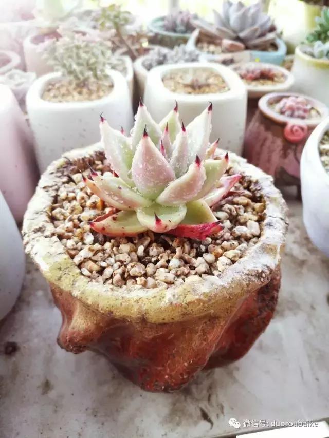 老桩多肉爱生根吗,多肉老法师老桩名品
