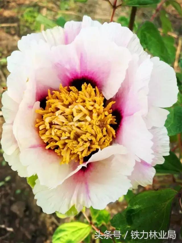 走进森林空气格外清新,走进天然氧吧呼吸新鲜空气