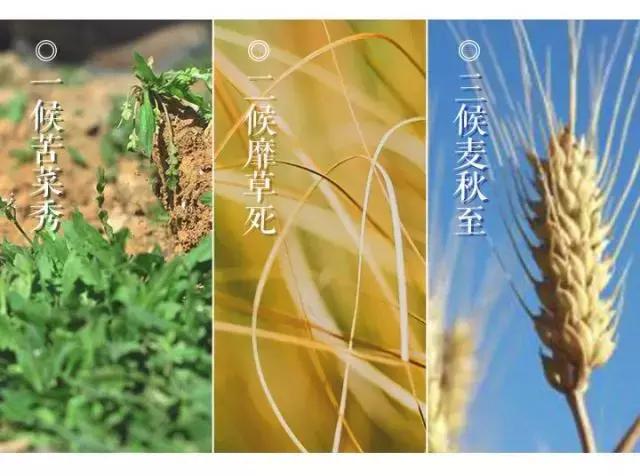 灏忔弧鏃惰妭鐩涘灏嗚嚦,浠婃棩灏忔弧鐗╃洓鍒欏敖