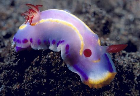 我们常见的蜗牛可不可以吃,蜗牛难道也可以吃吗