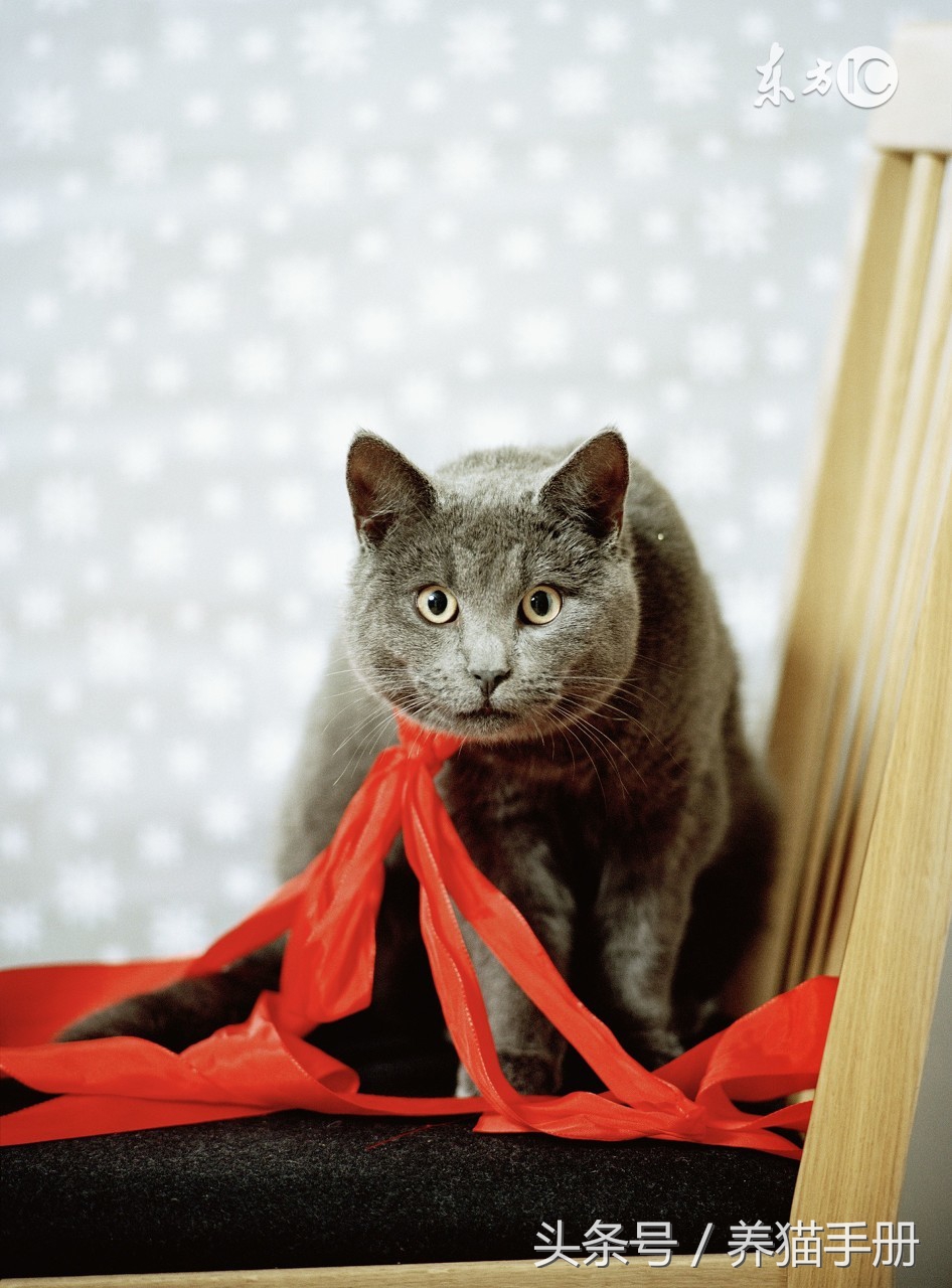 养猫常见的疾病和解决方法,猫咪常见疾病和救治