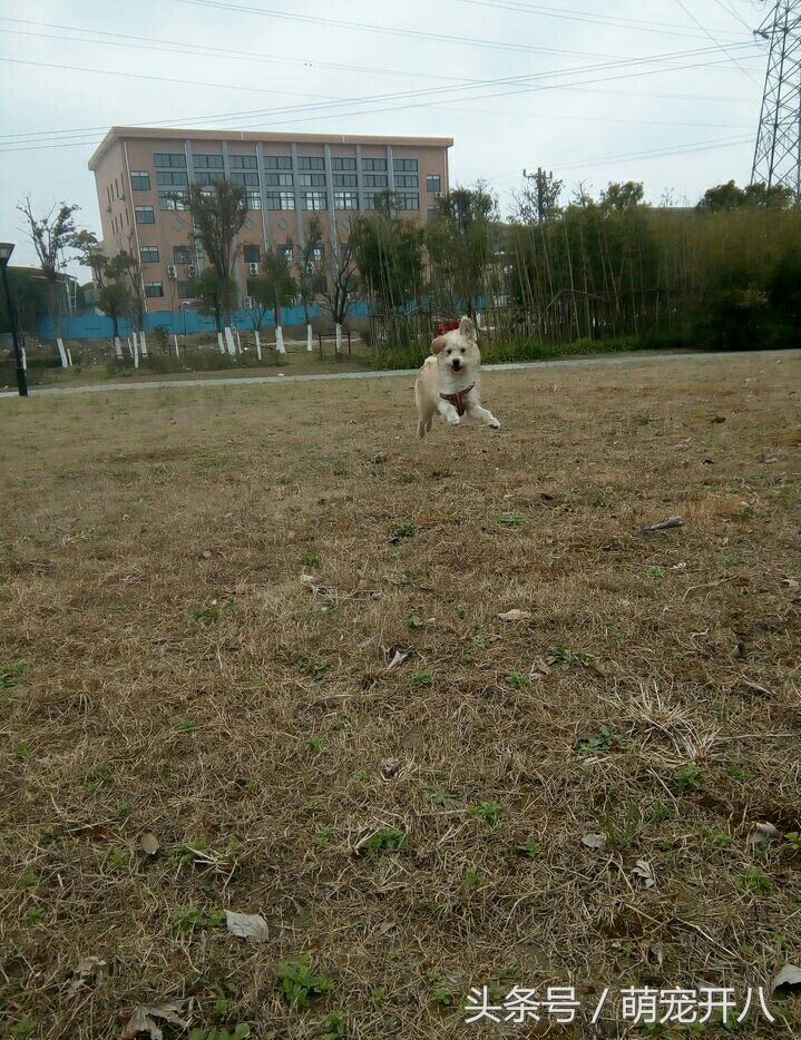 狗狗不小心从楼上掉下来吓坏主人，还好狗狗命大毫发无伤！