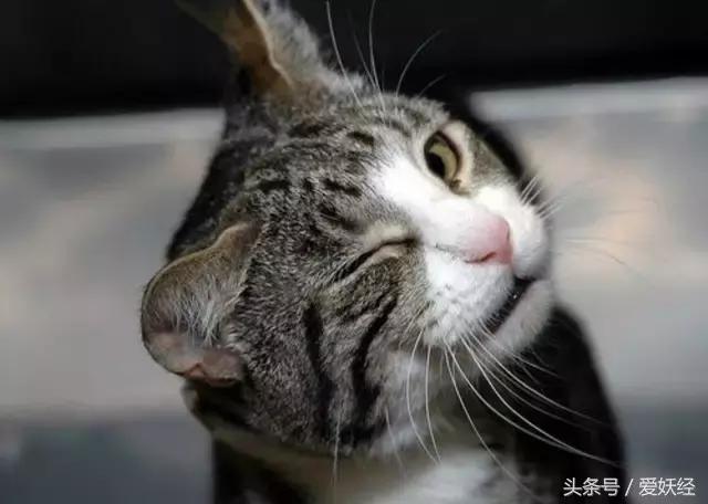 爱妖经｜给主子一个蒙眼神器，玩你想玩不敢玩的play