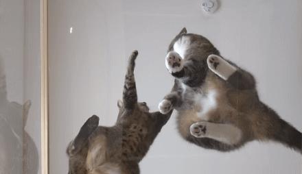 跟猫在一起最好的状态,和猫一起度过的日常生活