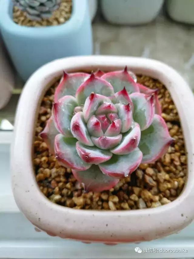 老桩多肉爱生根吗,多肉老法师老桩名品