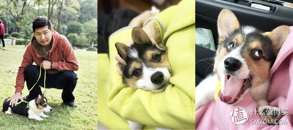 目测托米你要火!丝倍亮成犬全价托米亲吃评测以及托米的成长史