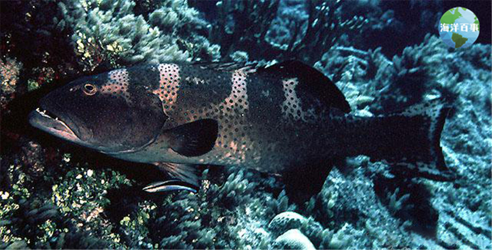 东星斑属于海鲜吗,东星斑海鲜图片