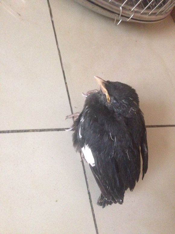 宠物八哥讲解,八哥犬常见的疾病有哪些