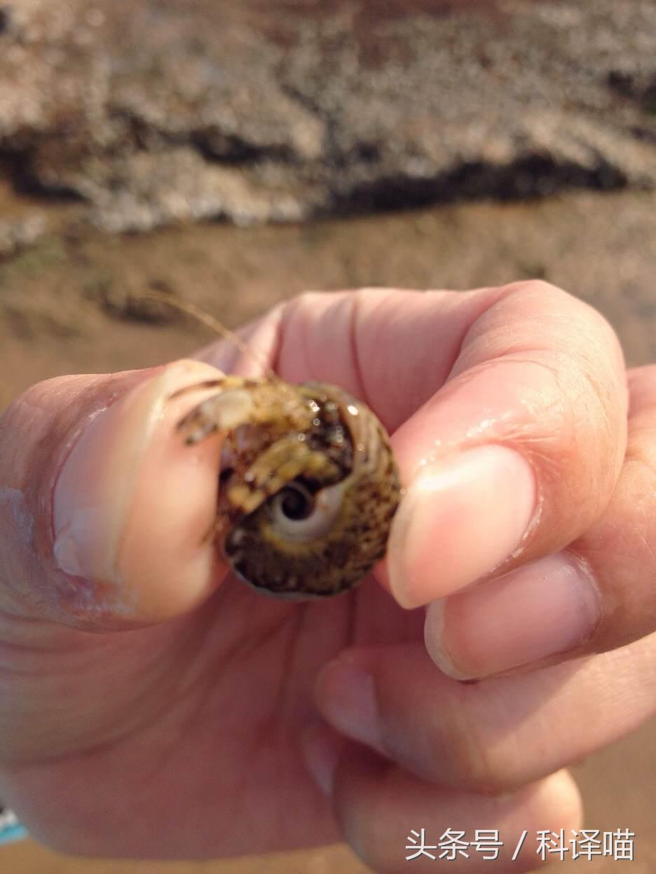胆小的别进!青岛的海虫子,可以入药可以吃,鲍鱼也在内!